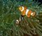 A pair of False Clownfish Amphiprion ocellaris