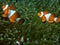 A pair of False Clownfish Amphiprion ocellaris