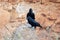 A pair of Fan-tailed ravens Corvus rhipidurus on a rock,