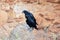 A pair of Fan-tailed ravens Corvus rhipidurus on a rock,