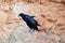 A pair of Fan-tailed ravens Corvus rhipidurus on a rock,