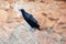 A pair of Fan-tailed ravens Corvus rhipidurus on a rock,