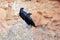 A pair of Fan-tailed ravens Corvus rhipidurus on a rock,