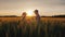 A pair of farmers - a man and a woman work in a field at sunset, use a tablet