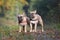 Pair of fawn French Bulldog dogs standing next to each other in forest