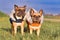 Pair of fawn French Bulldog dogs wearing warm winter clothes with fur collar