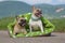 Pair of fawn and red pied French Bulldog dogs wearing paracord collars sitting in green cushion blanket