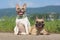 Pair of fawn and red pied French Bulldog dogs wearing selfmade paracord dog collars while posing for camera on path in front of gr