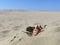 A pair of feet and toes sticking out of beach sand