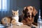 pair of feline and canine scientists working together in laboratory, conducting scientific experiments