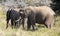 Pair of female African elephants in the African savannah of the Kruger National Park in South Africa