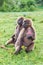 A pair of female Gelada baboons