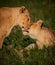 Pair of female lionesses rubbing faces, saying hello behavior