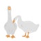 Pair of female and male goose isolated on white background, geese couple in flat style. Vector illustration