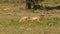 A pair of female pronghorn antelope grazing