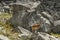 Pair of feral mountain goat on rocks