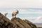 Pair of feral mountain goat on rocks above sea