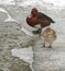 Pair of ferruginous ducks on the bank of a frosted pond