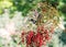 A pair of figbirds eating red palm seeds