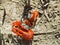 Pair of Flame-backed Fiddler Crabs