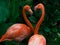 Pair of flamingo courting