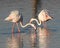 Pair of flamingo searching food