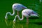 A Pair of Flamingoes