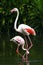 Pair of Flamingos