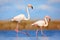 Pair of flamingos. Bird love in blue water. Two animal, walking in lake. Pink big bird Greater Flamingo, Phoenicopterus ruber, in