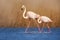 Pair of flamingos. Bird love in blue water. Two animal, walking in lake. Pink big bird Greater Flamingo, Phoenicopterus ruber, in