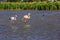 Pair of flamingos in delta of the Rhone