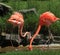 A pair of Flamingos drinking water