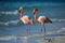 Pair Of Flamingos Enjoying Leisurely Stroll Along The Coastline. Generative AI