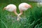 A pair of flamingos - family Phoenicopteriformes