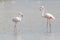 Pair of flamingos, Phoenicopterus, aquatic bird in the sea lagoon.