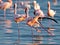 Pair flamingos sipping their paws