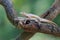 A pair of flat tailed house geckos prepare to mate.