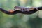 A pair of flat tailed house geckos prepare to mate.