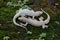 A pair of flat tailed house geckos prepare to mate.