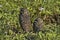 Pair of Florida burrowing owls in Coral Gables