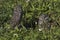 Pair of Florida burrowing owls at grassy burrow hole