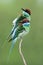 Pair of Flue-throated Fee-eater merops viridis together perching on thin branch making puffy feathers during breeding season