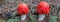 pair of flyagaric mushroom in a forest
