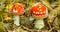 Pair of flyagaric mushroom in a forest