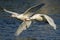 Pair of Flying Graylag Goose Anser anser Costa Ballena Cadiz