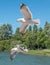 Pair of flying gulls