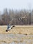 Pair Of Flying Mallards