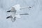 Pair of Flying Trumpeter Swans (Cygnus buccinator)