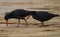 A pair of foraging black variable oystercatcher birds walking on sand beach in Abel Tasman National Park New Zealand