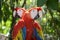 Pair of Forest Scarlet Macaws